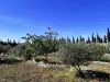 Grand terrain de la vente de notre maison d'hôte - gîte à vendre avec piscine à Perpignan (28).webp